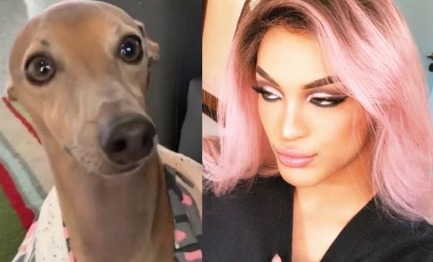 &#8220;Briga&#8221; entre Pabllo Vittar e Plínio, cachorro de Anitta, gera meme na internet