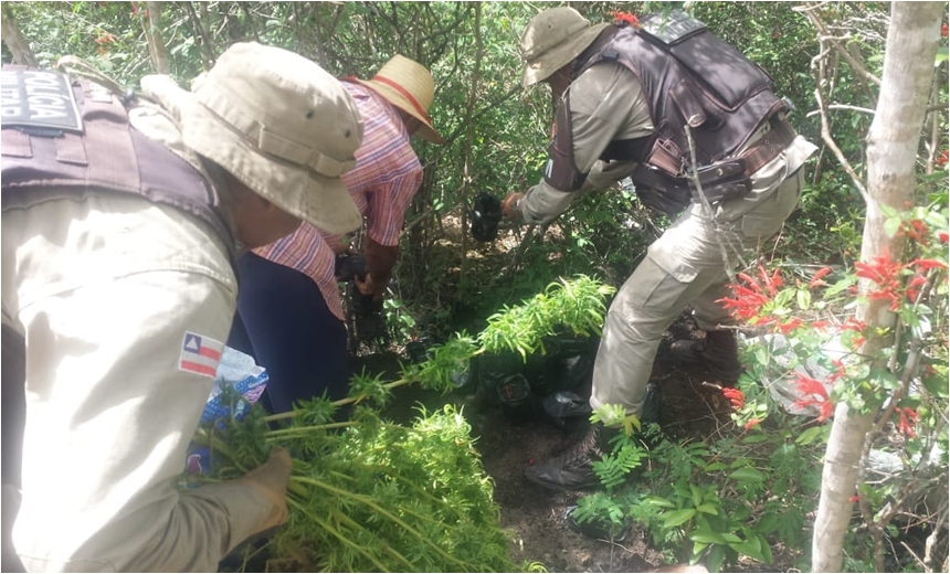 Plantação de maconha é descoberta após denúncia anônima, em Seabra