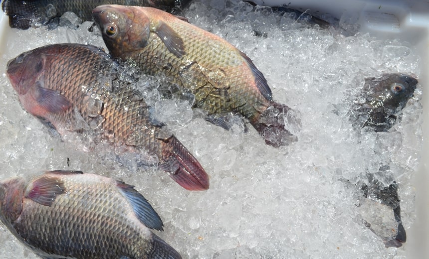 Ribeira: pescadores venderão peixes mais baratos às vésperas da Semana Santa