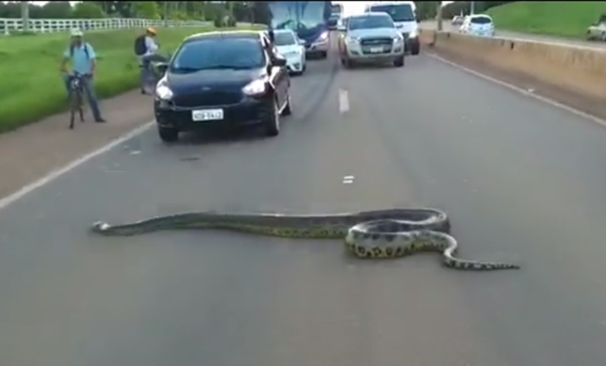 Cobra de mais de três metros para o trânsito em rodovia; veja vídeo