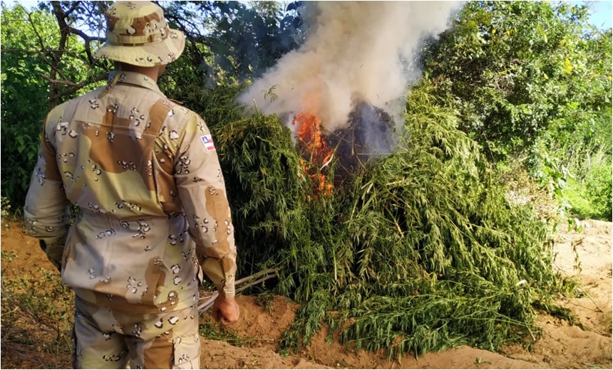 Polícia erradica plantação com 1,5 tonelada de maconha, em Abaré