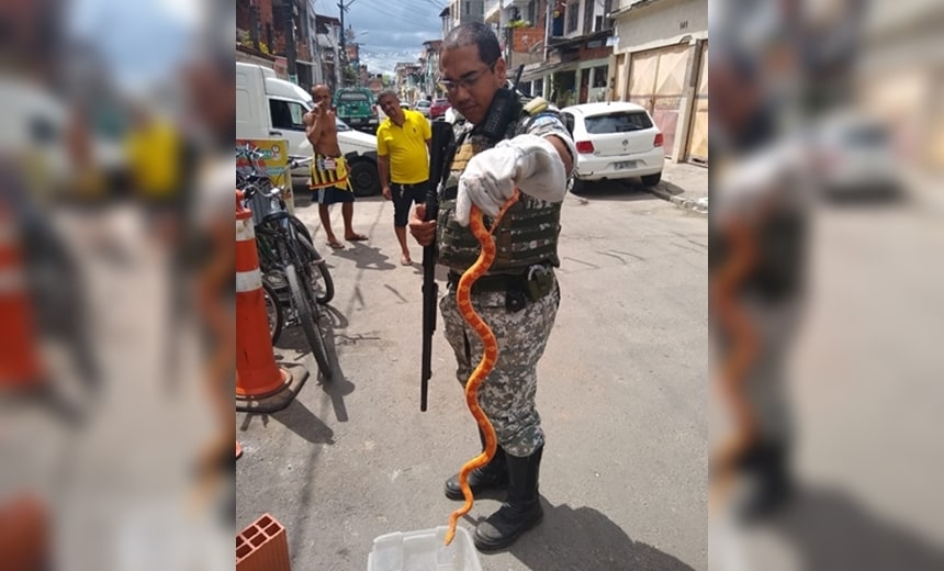 &#8220;Cobra do milho&#8221; é resgatada no bairro do Uruguai, em Salvador