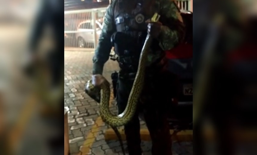 Cobra de aproximadamente dois metros é encontrada dentro de carro, em Piatã; vídeos