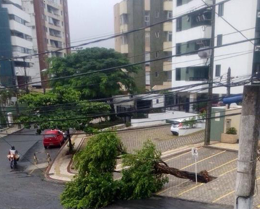 Devido às chuvas, árvore cai no bairro da Pituba