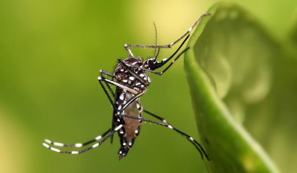 Nova esperança: vírus da zika inibe tumor de próstata, aponta estudo