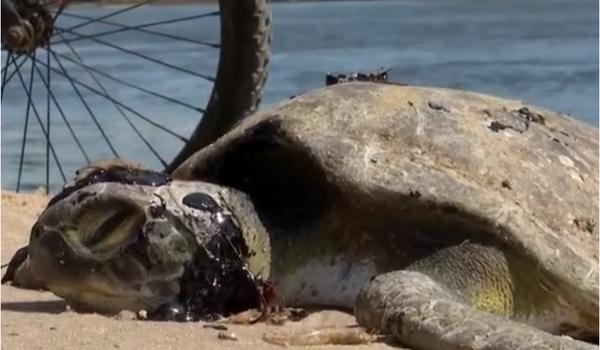 Tartaruga é encontrada morta e com manchas de óleo em Ilhéus