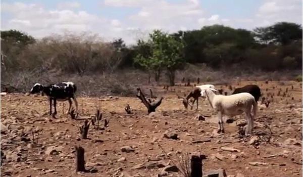 Bahia, Paraíba e Minas receberão R$ 28,9 mi para cobrir perdas de agricultores com seca