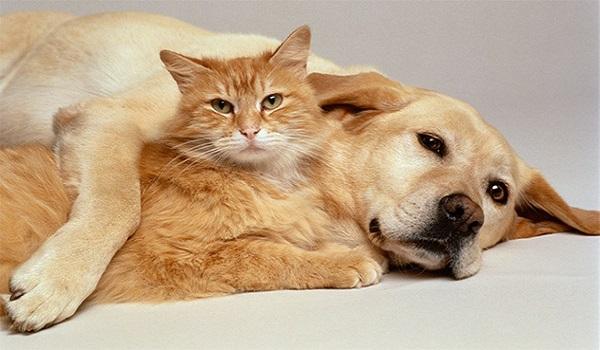 Instituição oferece serviços gratuitos para cães e gatos em Feira Pet; saiba mais