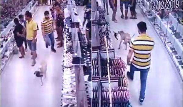 Cachorrinho furta sandália em loja na Avenida Sete e vídeo viraliza; assista 