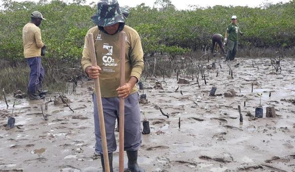 Livro sobre estudo da captura do carbono em manguezais do Recôncavo Baiano é lançado em seminário 