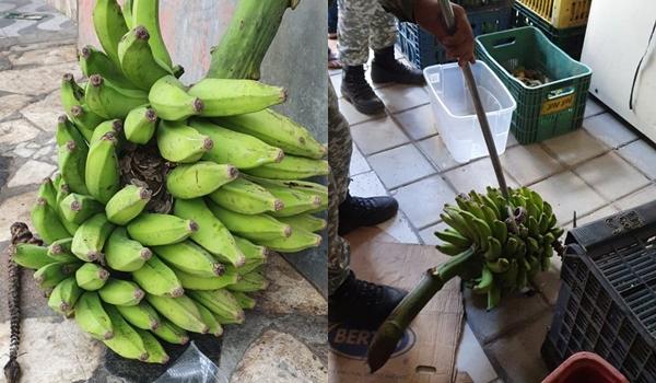 Jiboia de 1 metro é encontrada enrolada em cacho de bananas em Salvador; veja vídeo 