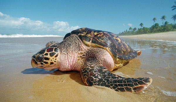 Projeto Tamar comemora 40 anos com 40 milhões de tartarugas soltas