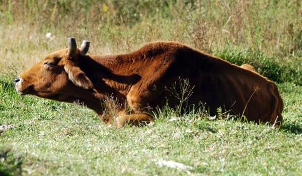 Animais de grande porte serão recolhidos das ruas de Salvador