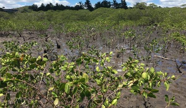 Projeto recupera mais de 10 hectares de mangues em reserva em cidades baianas 