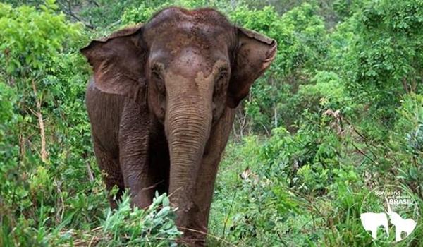 Elefanta Ramba morre em santuário dois meses após chegar ao Brasil