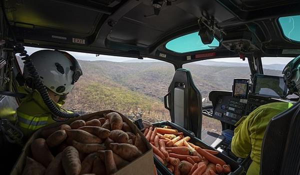 Governo da Austrália lança cenoura e batata doce do alto de helicópteros para alimentar animais após incêndio