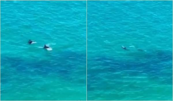 'Coisa mais linda': golfinhos são flagrados no Rio Vermelho; vídeo