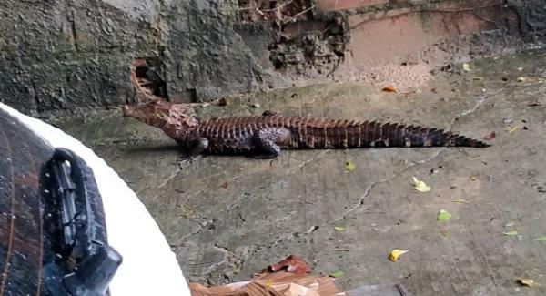 Após chuvas, jacaré é encontrado por moradores no bairro de Patamares; veja vídeo