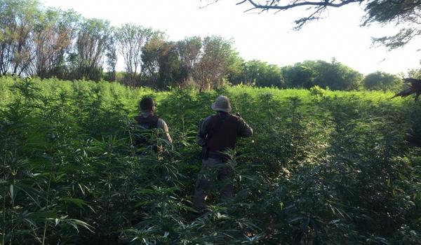 Roça com 2 toneladas de maconha é achada pela PM na Bahia; prejuízo é de cerca de R$ 800 mil