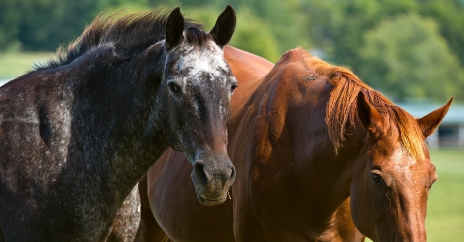 Cavalo evoluiu geneticamente em função de seu uso pelos humanos