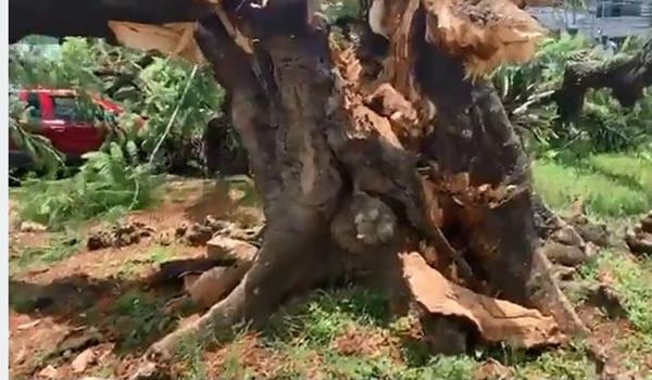 Árvore cai, atinge fiação elétrica e três veículos no Barbalho; veja vídeo