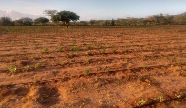 Dupla é presa em plantação com 50 mil pés de maconha em Santa Brígida 