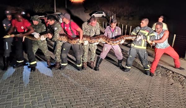 Cobra de sete metros é encontrada em represa frequentada por banhistas na Bahia 