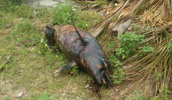 Banhistas encontram golfinho  morto em Mar Grande; animal está em decomposição