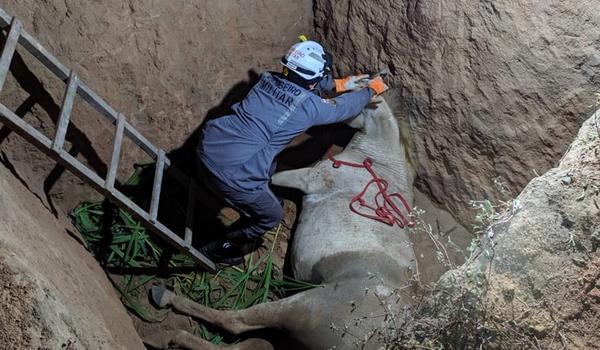 Mula cai em fosso e é resgatada por bombeiros no interior da Bahia