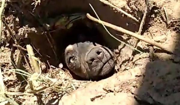 Após ser enterrado vivo, cão é resgatado com ajuda de cadelinha; veja vídeo