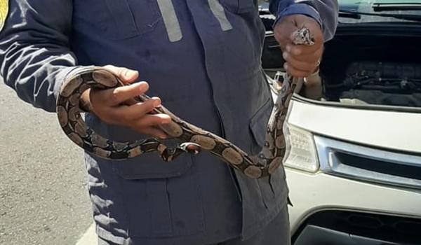 Jiboia é resgatada atrás de roda de carro na região do Iguatemi, em Salvador