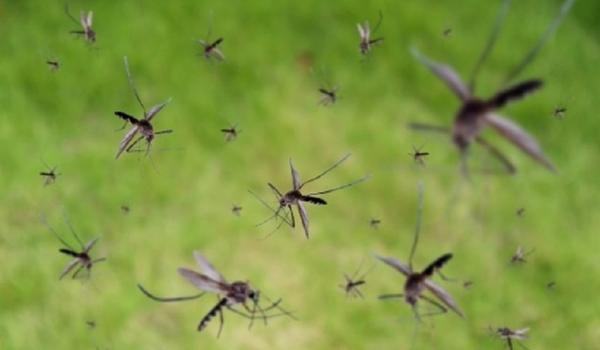 Mutirão de limpeza combate transmissor da dengue, zika vírus e chikugunya no Subúrbio de Salvador