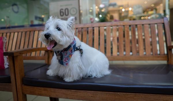 Desfile de cães e feira acontecem neste final de semana em Salvador