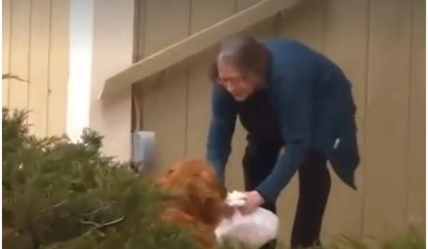 'Cãolidário': cachorro entrega compras para vizinha idosa na quarentena; assista