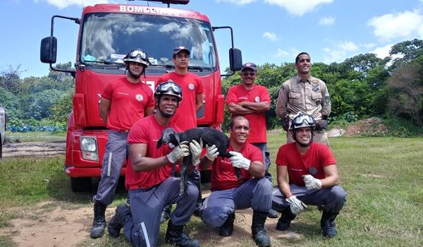 Bombeiros resgatam carneiro dentro de poste no Parque de Exposições de Salvador