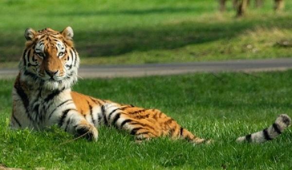 Tigre de zoológico em Nova York está com coronavírus; três leões estão com tosse seca