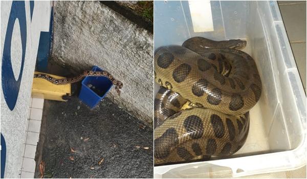 Três cobras são resgatadas em menos de 24 horas, em Salvador; videos