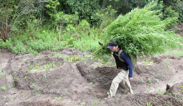 Polícia acha 500 quilos de maconha entre plantação de eucaliptos na Bahia após denúncia anônima