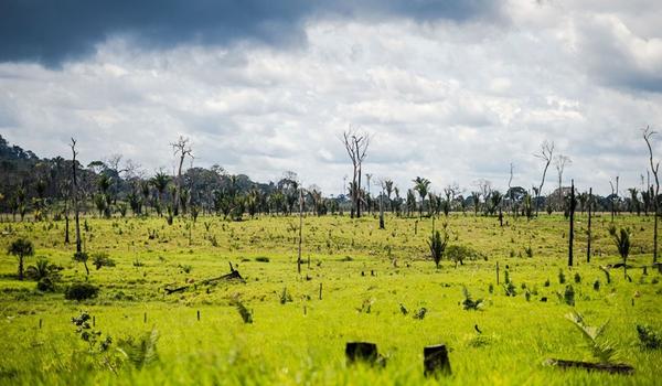 Bolsonaro autoriza as Forças Armadas a agirem no combate ao desmatamento na Amazônia Legal