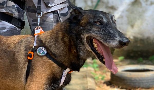 Cão farejador do Batalhão de Choque se aposenta após sete anos de serviço e ganha novo lar