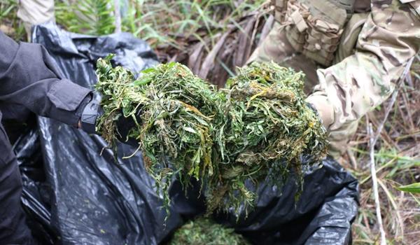 Maconha pode ser usada contra o coronavírus, descobrem cientistas canadenses; "crucial"