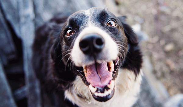 Câmara aprova concessão de cestas básicas para protetores de animais de Salvador