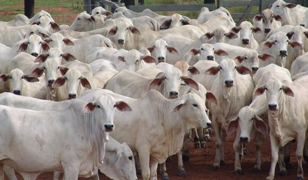 Vacinação contra Febre Aftosa é prorrogada até 30 de junho na Bahia