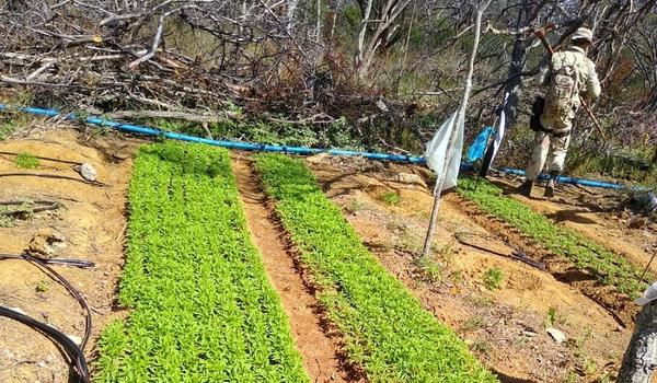 Polícia acaba com plantio de maconha avaliado em R$ 6 milhões no interior da Bahia