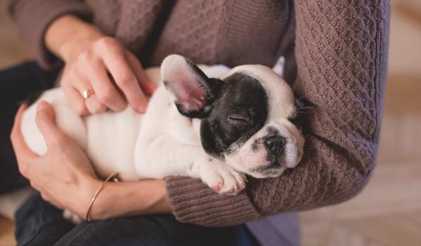 Quase 40 cachorros morrem em voo que transportava filhotes para o Canadá