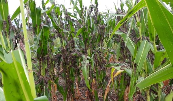 Chuva de gafanhotos vinda da Argentina coloca Brasil em alerta e comparação com Apocalipse volta à tona 