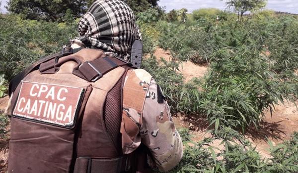 Plantação com três mil pés de maconha é erradicada pela Cipe Caatinga em Abaré