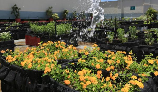 Shopping de Salvador doa alimentos cultivados no próprio terraço; saiba como ajudar