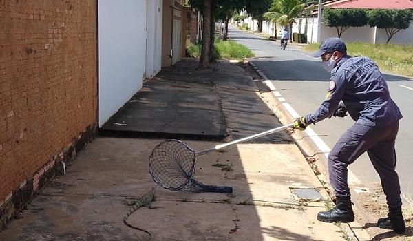 Bombeiros resgatam iguana em calçada de rua e devolvem animal à natureza