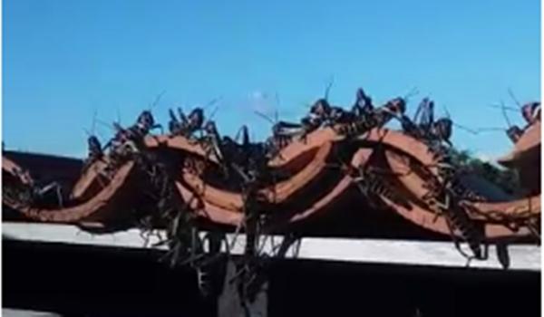 Moradora filma "gafanhotos gigantes" no interior da Bahia; "a infestação já chegou aqui"